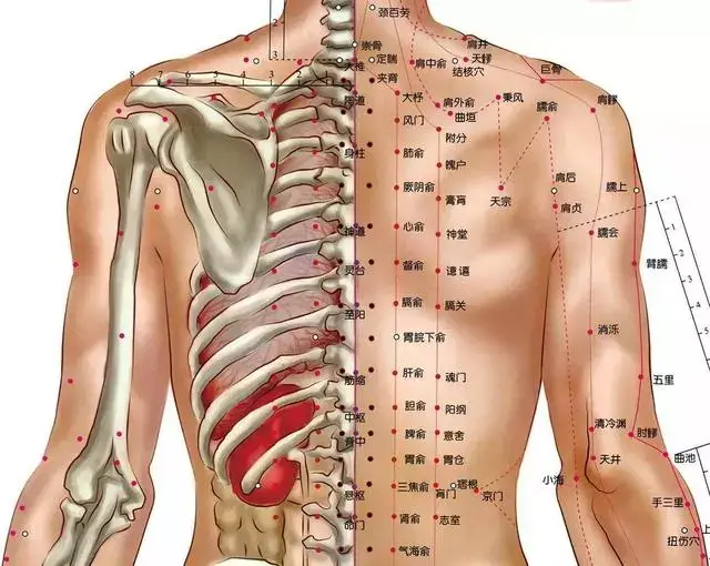 后背经络图位置图图片