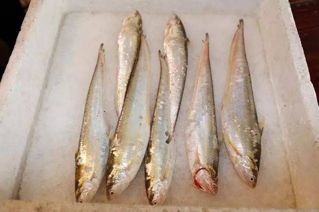 苏州江刀新鲜上市!曾卖到1万元/斤,今年的价格是