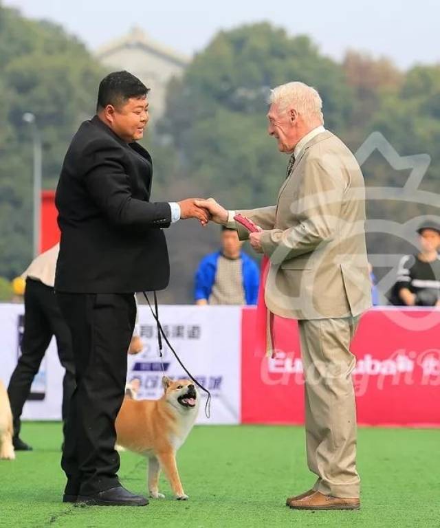 jbis4:柴犬,shi zhicao candy,犬主:王冬燕