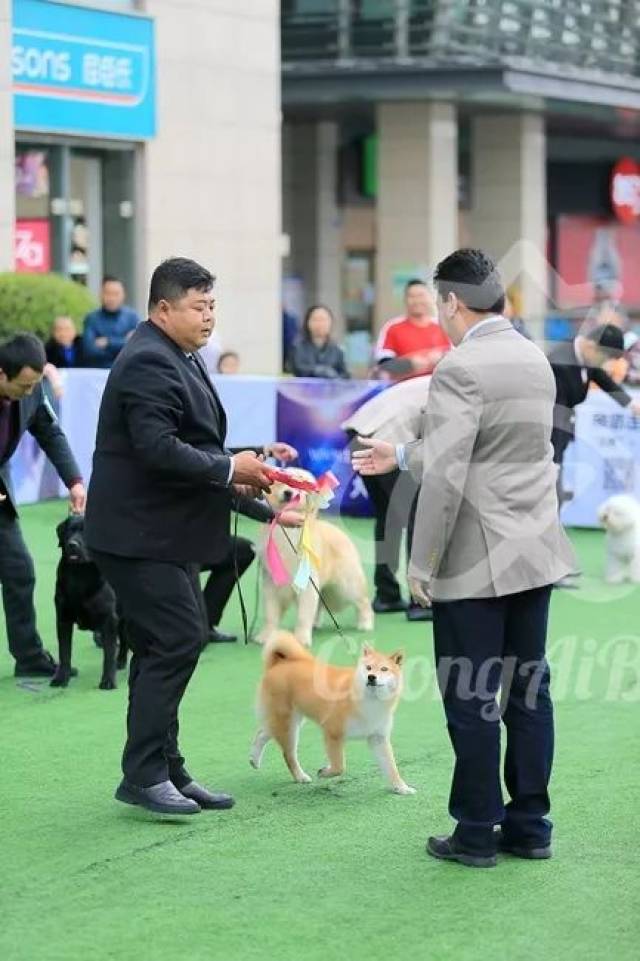 jbis3:柴犬,shi zhi cao candy,犬主:王冬雁