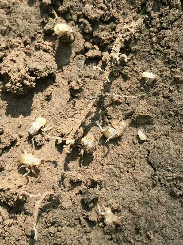 金蝉幼虫(幼蝉)下地后,若寄宿的树木较小野草生长旺盛,能不能打除草剂