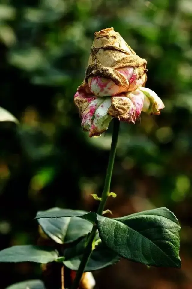 受酸雨污染的花朵 4,完成造林1亿亩以上 谁愿意旅游度假看个光秃秃的