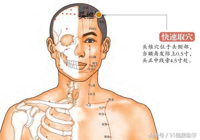 头维的准确位置图图解图片