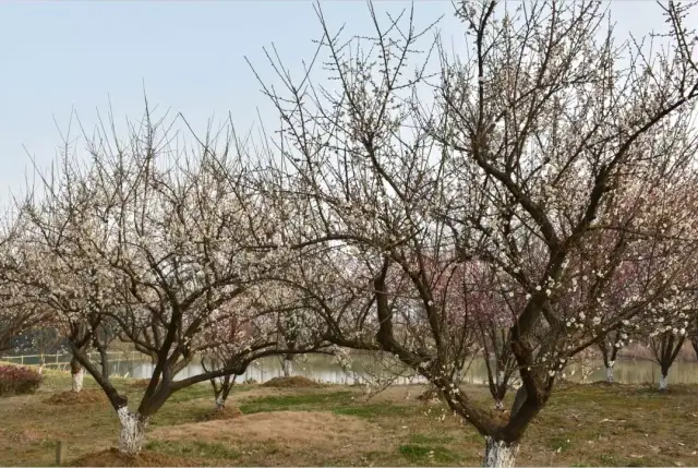 梅花水岸