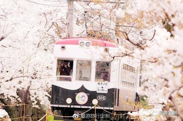 可以近距離觀察;二是在嵐山坐小火車穿越花海,一覽櫻花之雪