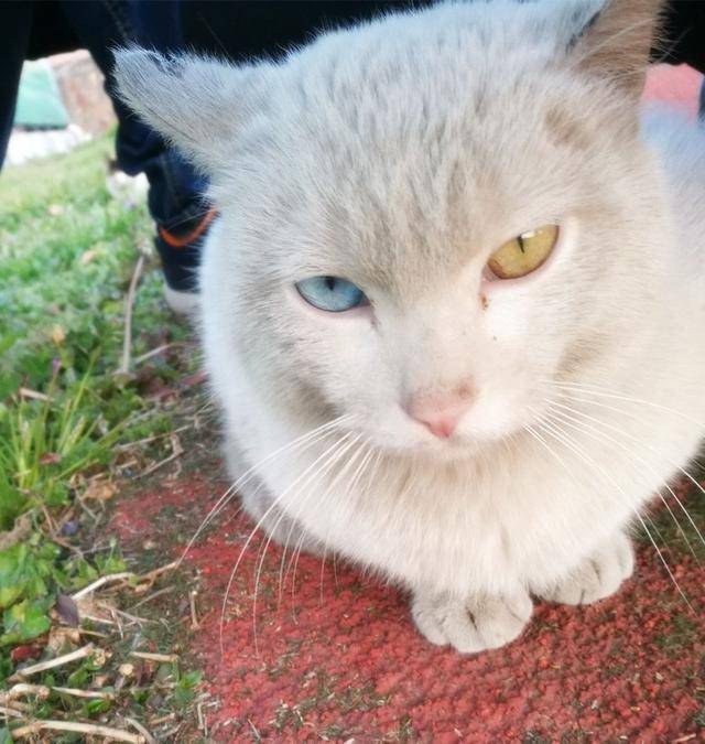 自己家的白猫有阴阳眼,怕是能看到人类不能看到的东西