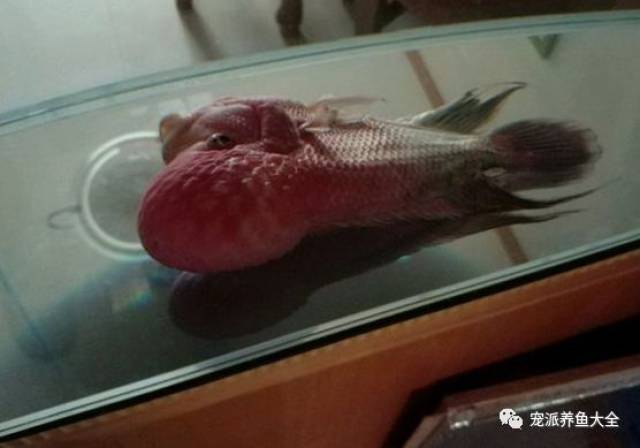 养了两年的罗汉鱼躺了一个月,不吃也不死,最后