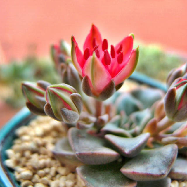 改变您生活的多肉之美丽莲