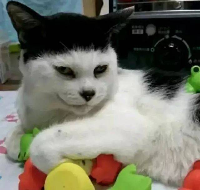 不知道是不是发型决定了性格,这只喵总是露出蜜汁猥琐的笑容,和发型