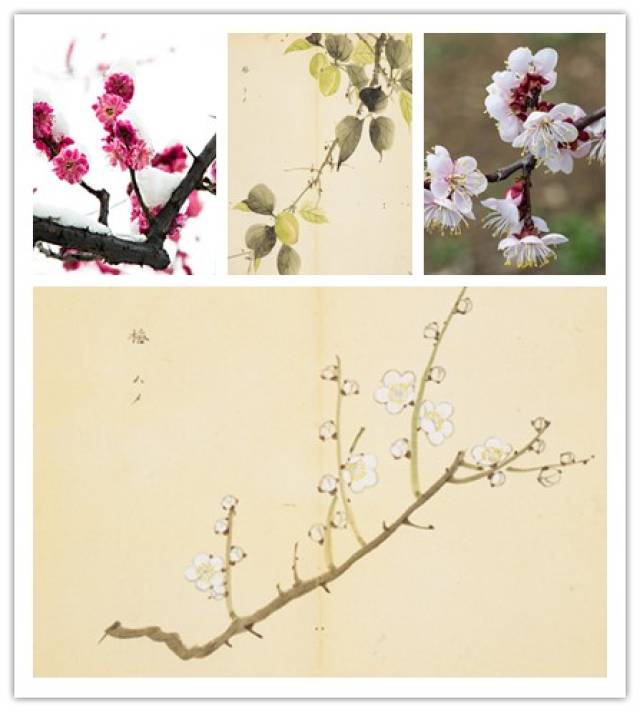 三千年前《诗经》里的桃树,李树