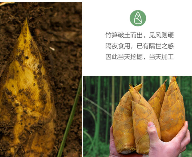 小科普 你爱吃的竹笋竟然有这么多品种 竹笋有多少种品种 蜂产网