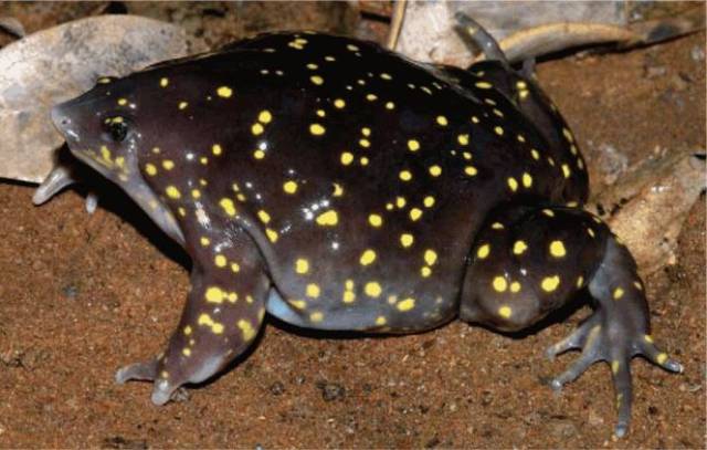 专家说这是外星生物.听说过缩头乌龟,第一次见缩头青蛙