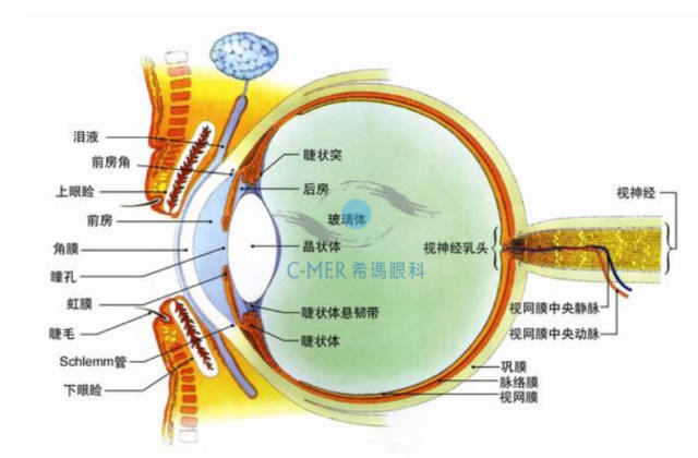 预防和治疗飞蚊症的5个食疗方法赶紧吃起来
