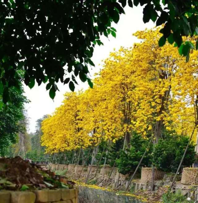 佛山这里大片的黄花风铃木盛开了,花期仅10余天,美爆了!