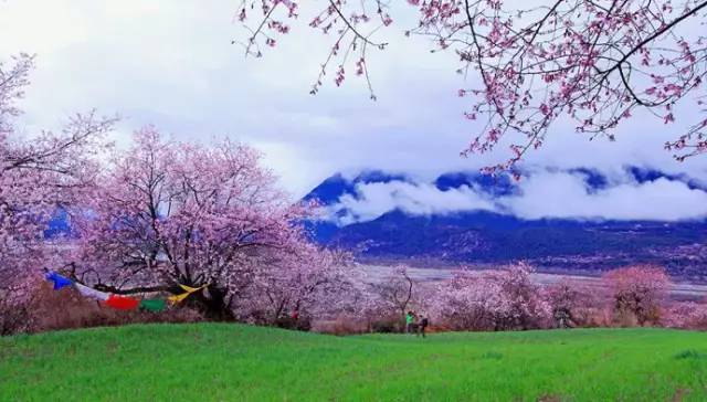 3月春回大地,西藏林芝的桃花如约而至