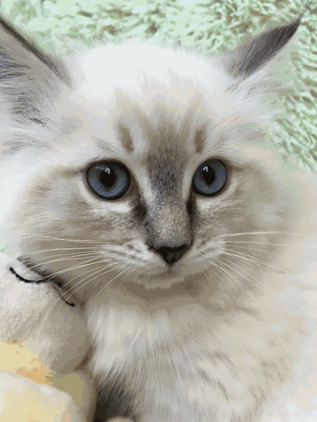 折耳猫天生呆萌,大眼迷人,总是显得笨拙其实很聪明,会看脸色行事的喵