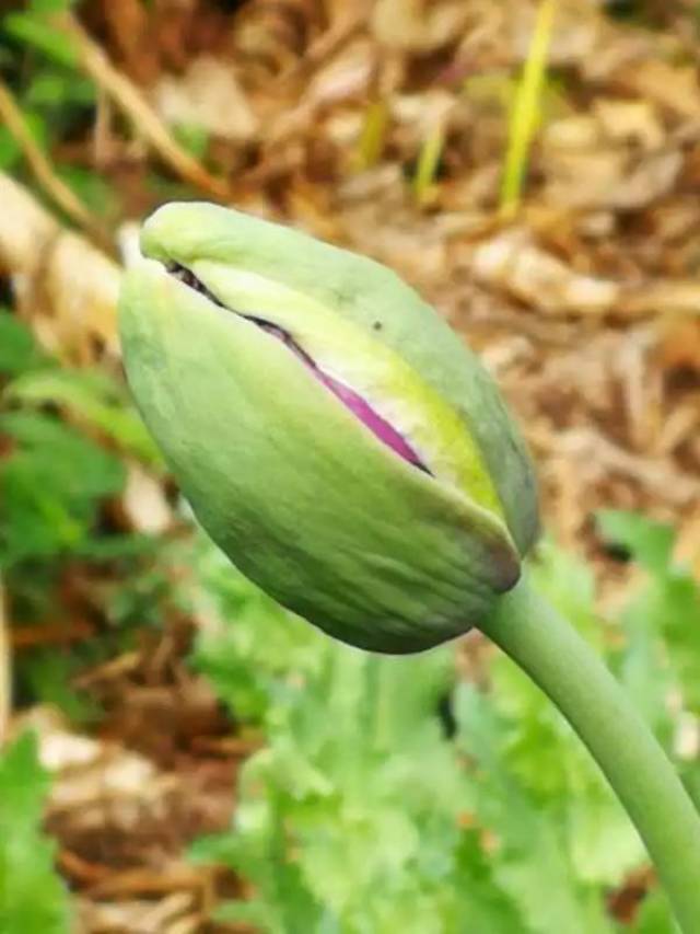 警方提醒: 罂粟果实中的汁液,干燥后就是鸦片.