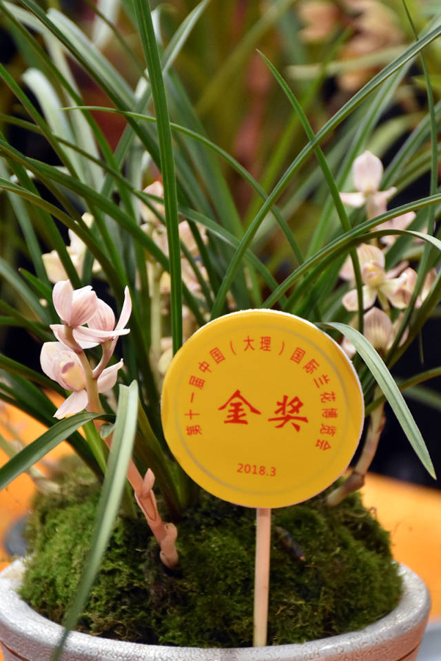 去大理国际兰花展上长见识 今年最贵是永怀素