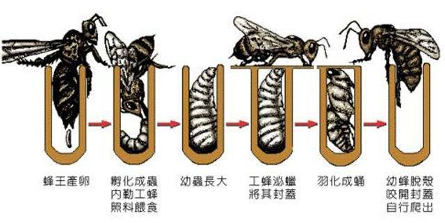 蜜蜂生长过程图图片