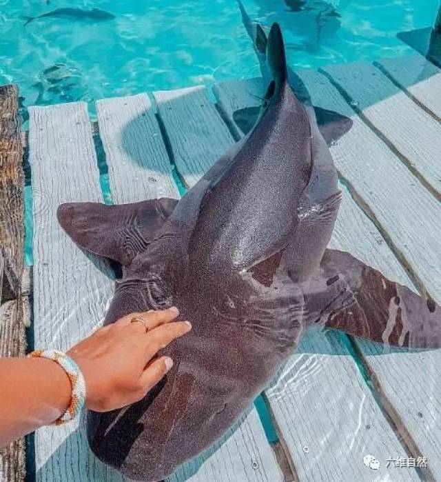 一听到护士鲨,是不是觉得这种"鲨鱼"很温顺?