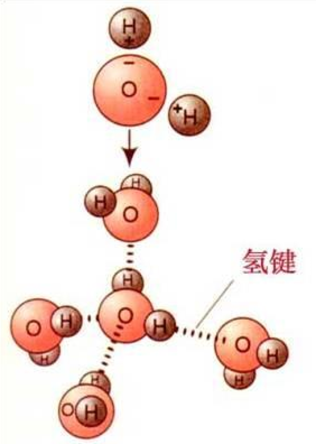 食品中水分的影响及水分仪的应用