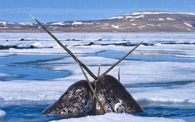 【想想带你学百科】头上长角的鲸鱼,你认识吗?