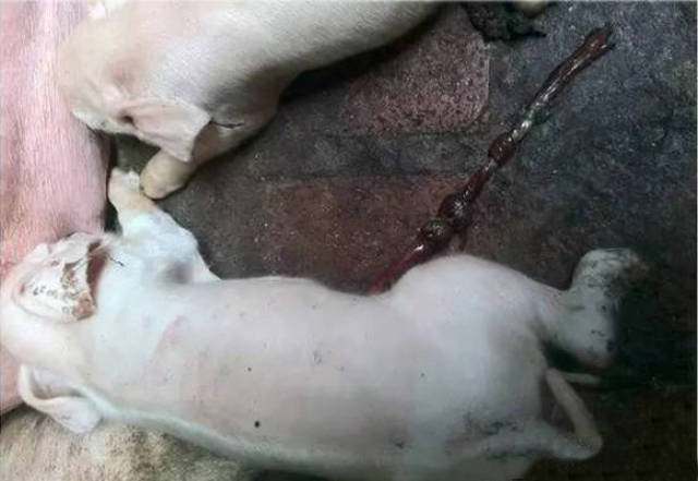 小猪为什么要补铁?