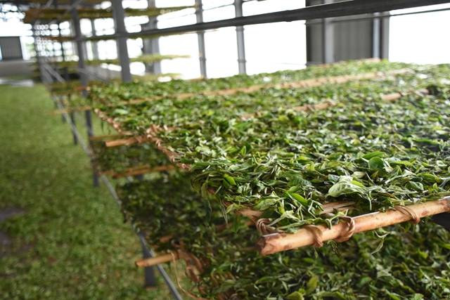 滇红工夫红茶的缘起之萎凋