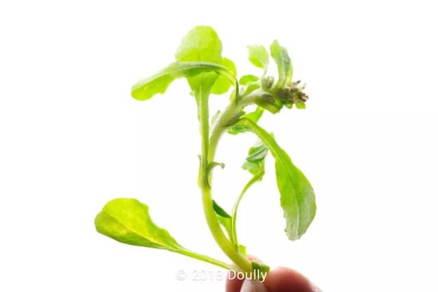 潮州面乌乌的鼠粬粿,内心竟然如此柔软清甜