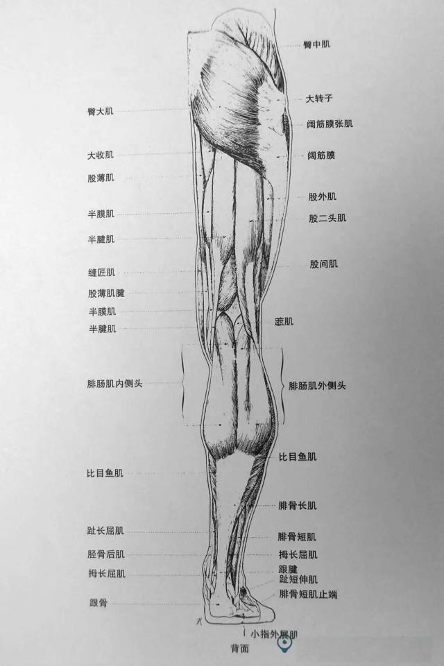 大腿肌肉图示图片