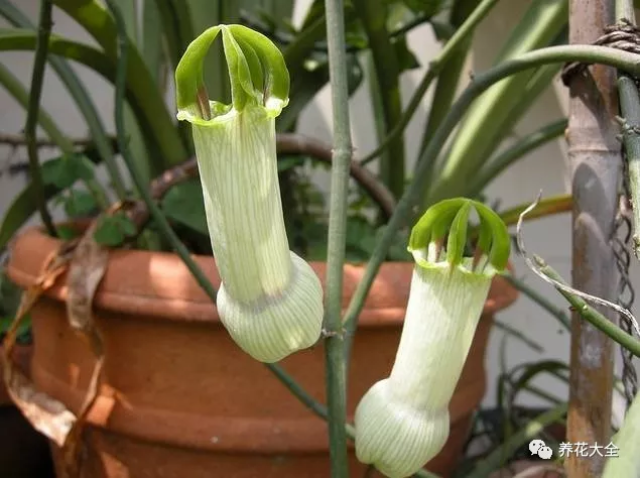 小蛇嘶嘶地吐着红信子~ 草原烟 ▼ 像不像草莓味的棉花糖?