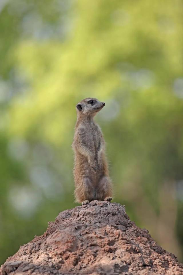 狐獴是自带墨镜的挖洞小能手