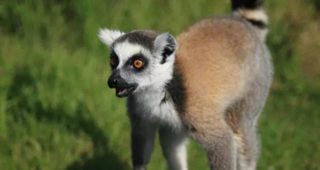 又称小独角犀,是世界上最珍贵的动物之一.