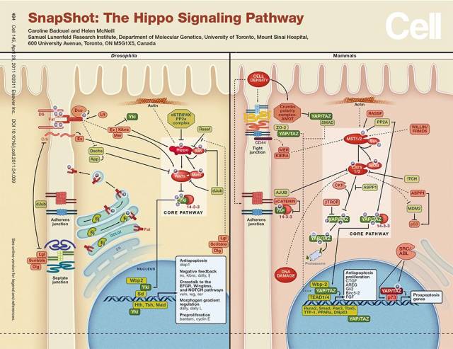 你们要的蛤.不对,河马(hippo)通路来了
