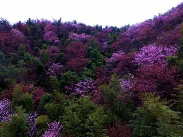 赤壁葛仙山2022花期图片