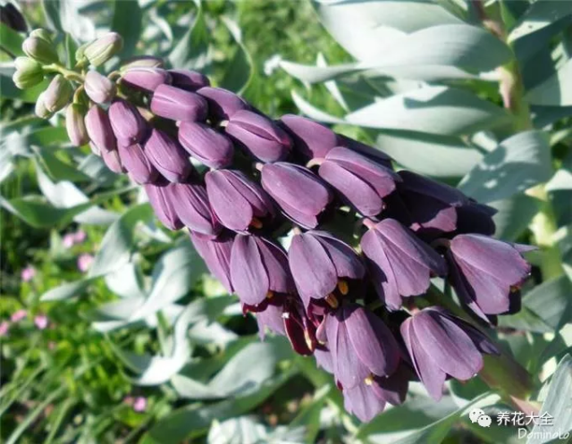 眼镜蛇百合 ▼ 小蛇嘶嘶地吐着红信子~ 草原烟 ▼ 像不像草莓味的棉花