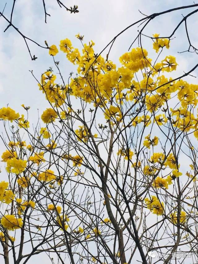 黃花風鈴驚豔綻放,錯過花期等一年,從化這些地方可以賞花!