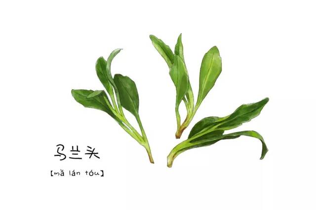 野菜图鉴丨比小鲜肉还鲜的野菜练习生正式出道!