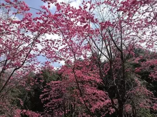 玉溪最美的日子来了!明起气温将升至21℃,有个重要提醒