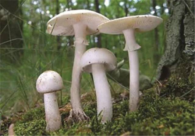 褐色伞状蘑菇图片