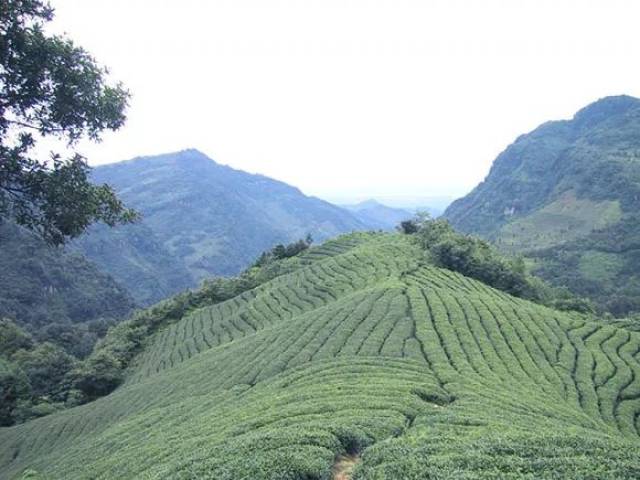 天宫山茶海是继蜀南竹海,兴文石海之后,宜宾目前大力推出第三张旅游