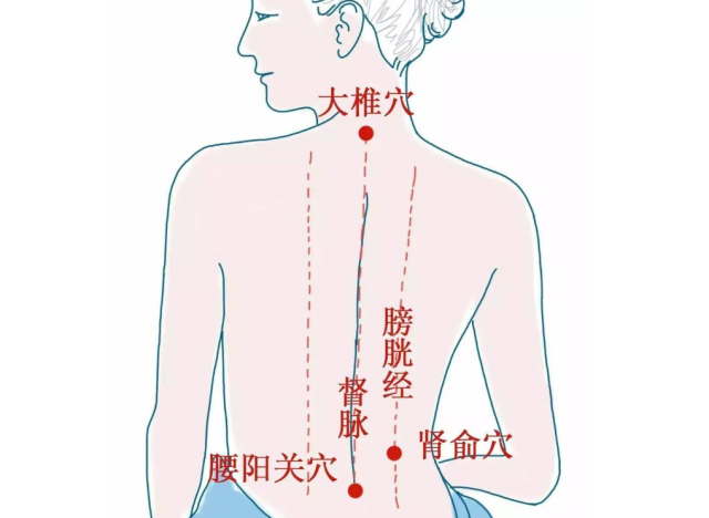 大椎的准确位置图大人图片