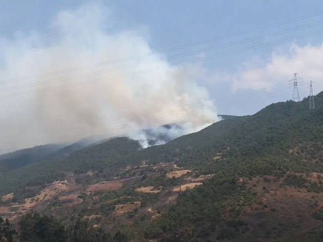 凤仪发生猛烈山火,烧了30多个小时,过火面积19公顷!竟是人为纵火!