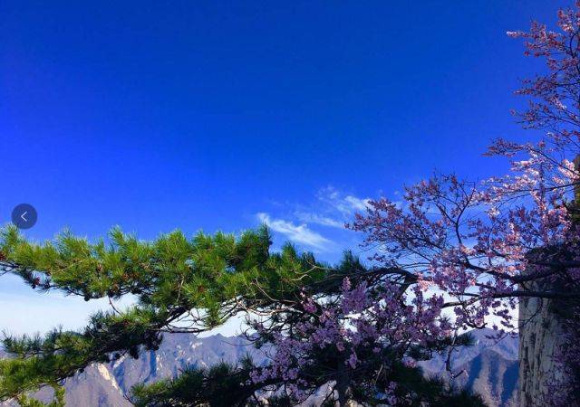 又要犯"花痴"了!陕西境内超美花海集锦全在这了!