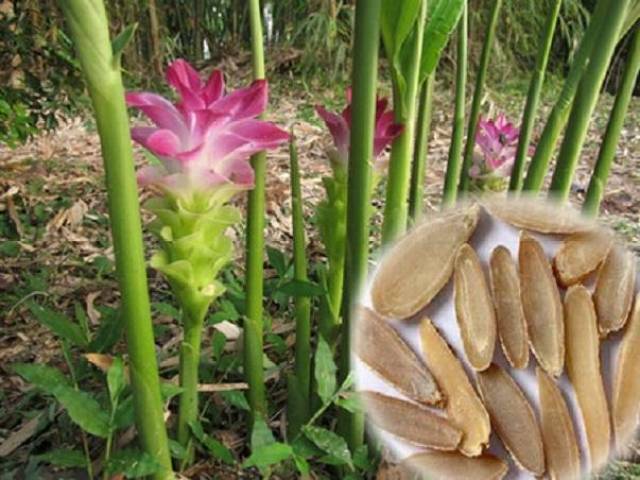 能在陽臺種植的中草藥——鬱金的栽培技術