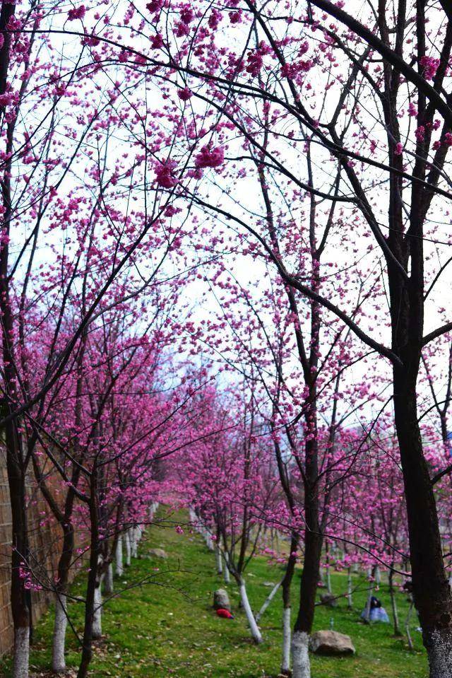 大理大学的樱花如期而至,一树树的樱花,温柔了时光