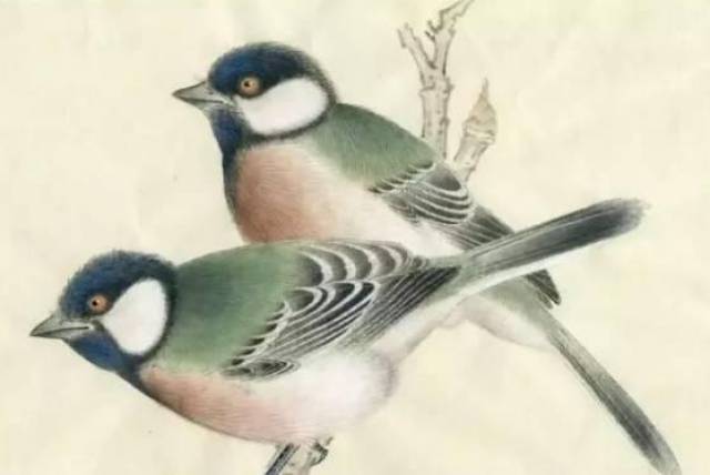 鸟类教程——大山雀,斑鸠工笔国画步骤