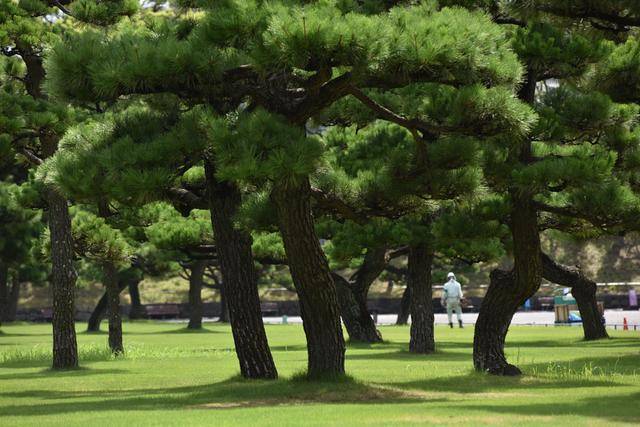 日本纪行——日本皇宫外苑里的松树