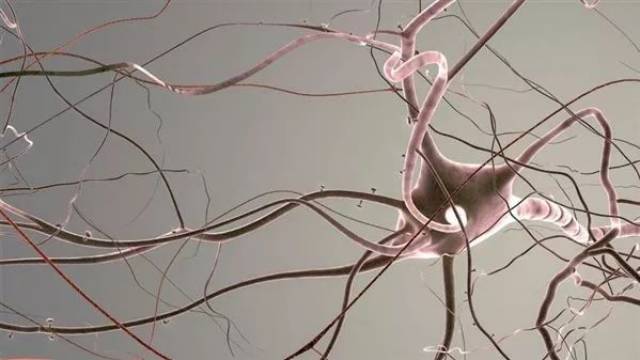 快速树突棘密度分析方法及细胞计数