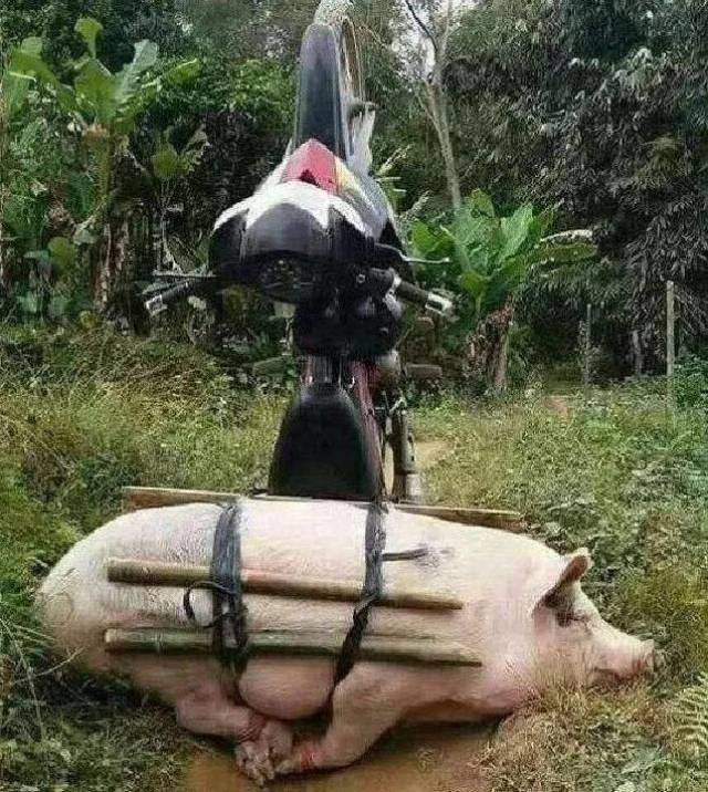 我家狗背着我偷情!
